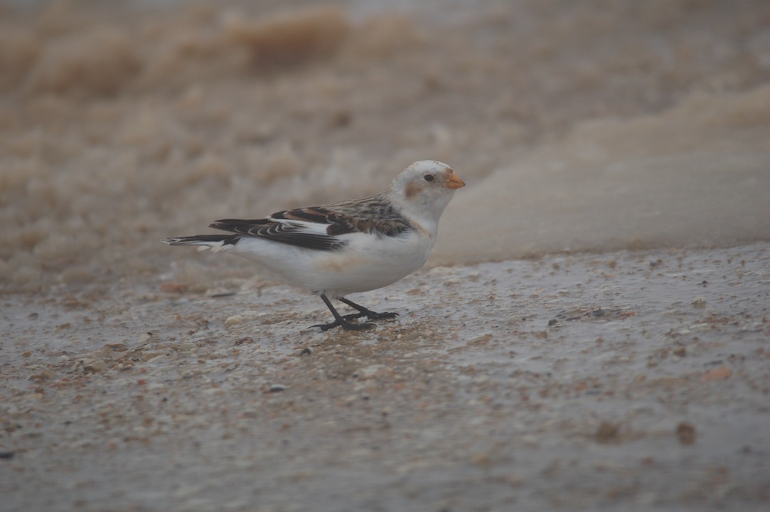 Snow Bunting • Zigolo delle nevi