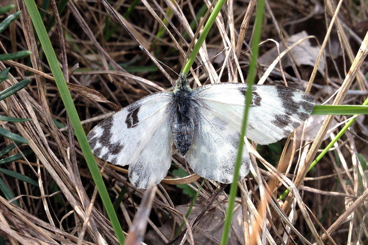 Pontia edusa