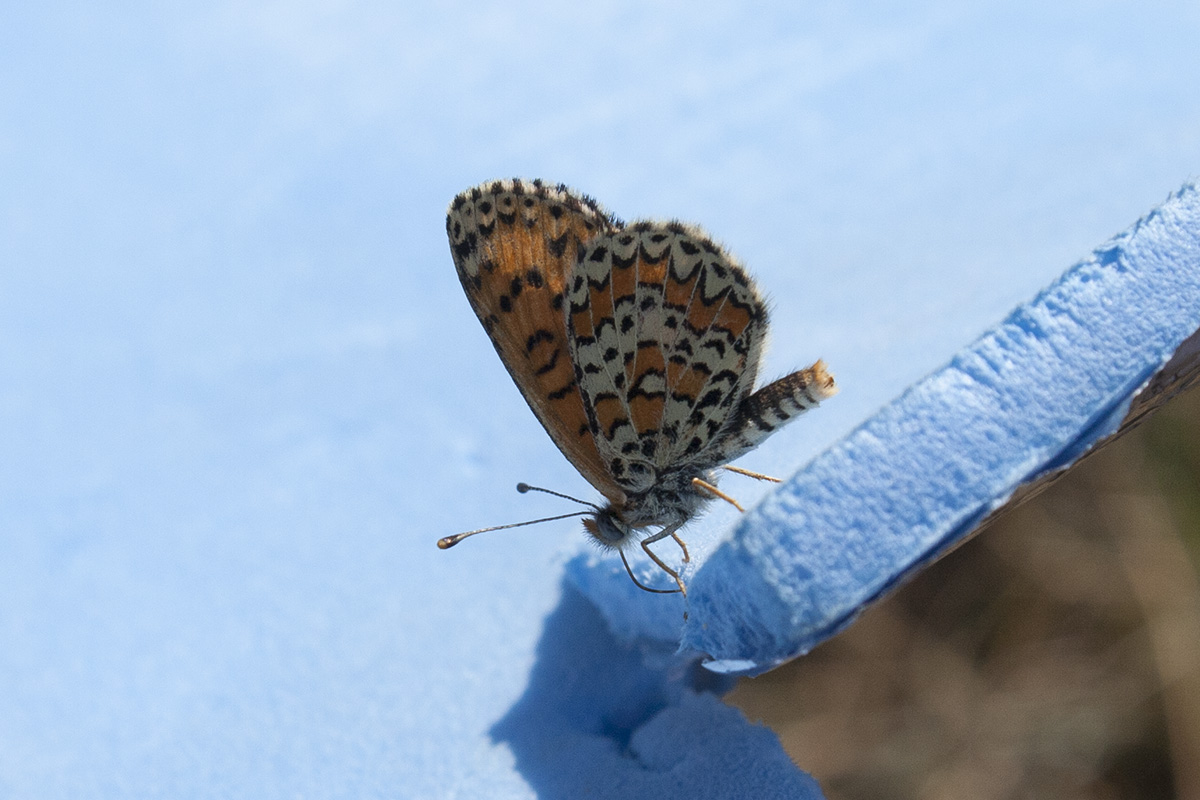 Melitaea trivia