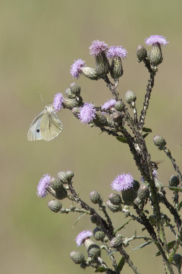 Pieris rapae_risaie