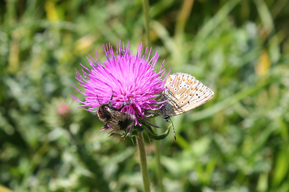 Polyommatus (Meleageria) coridon