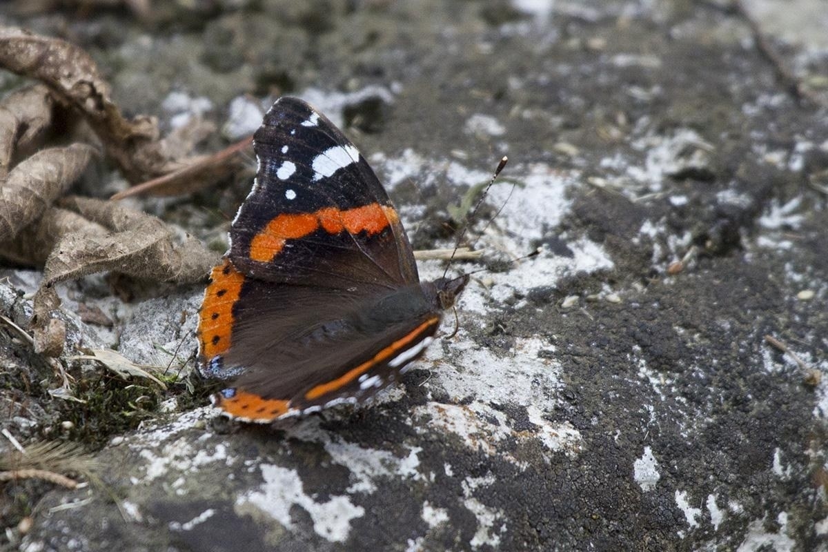 Vanessa atalanta