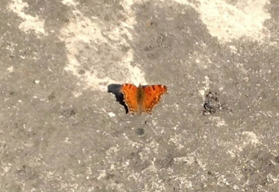 Polygonia egea