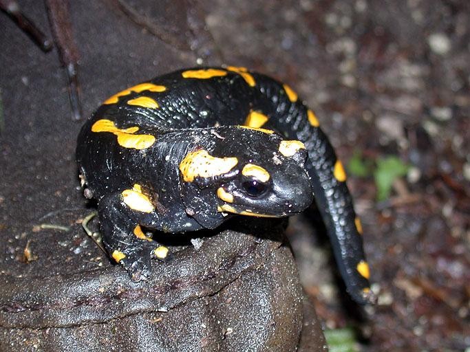 Salamandra pezzata