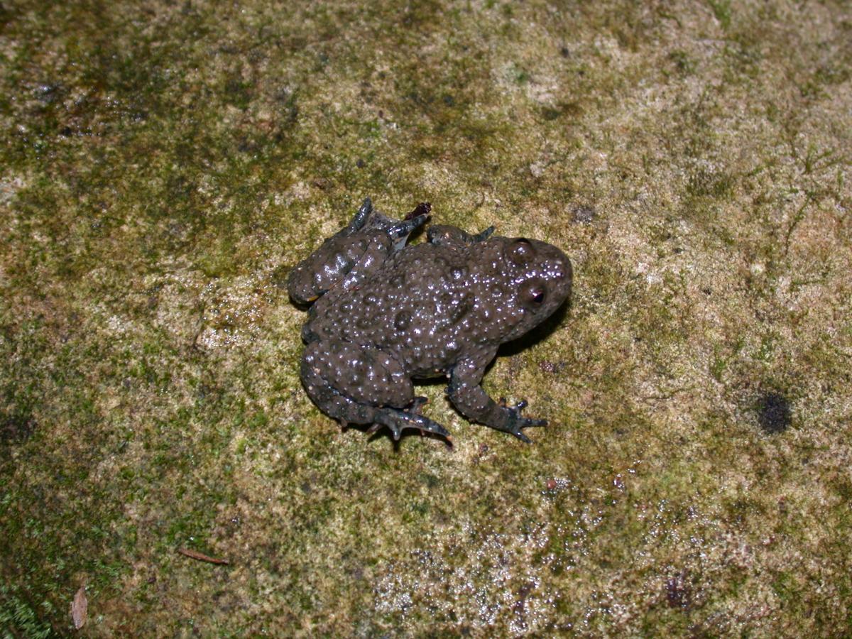 Ululone dal ventre giallo