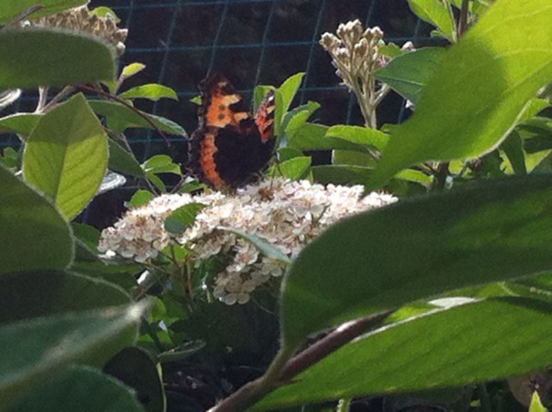 Aglais urticae