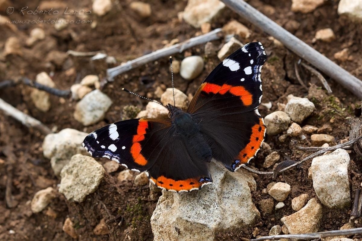 Vanessa_atalanta02_1200