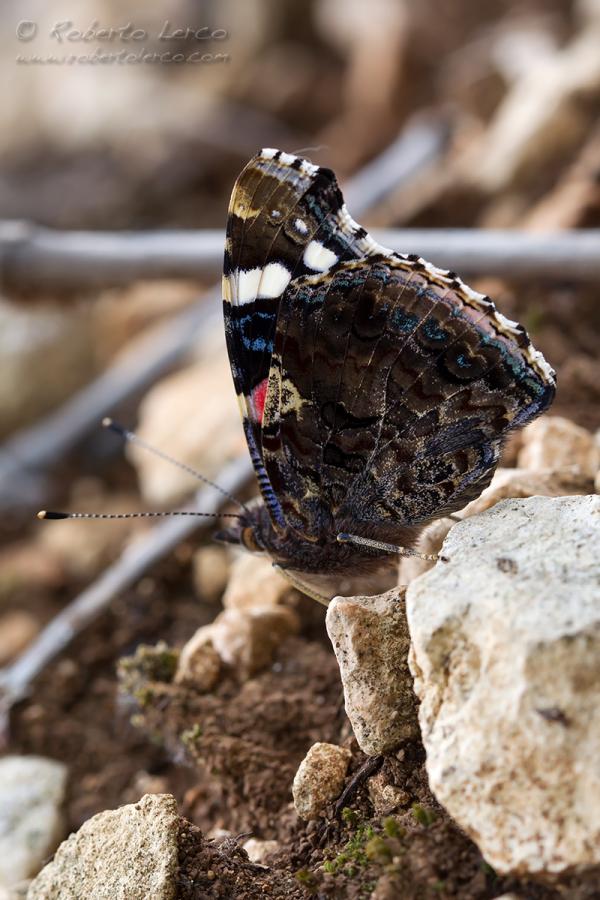 Vanessa_atalanta03_1200