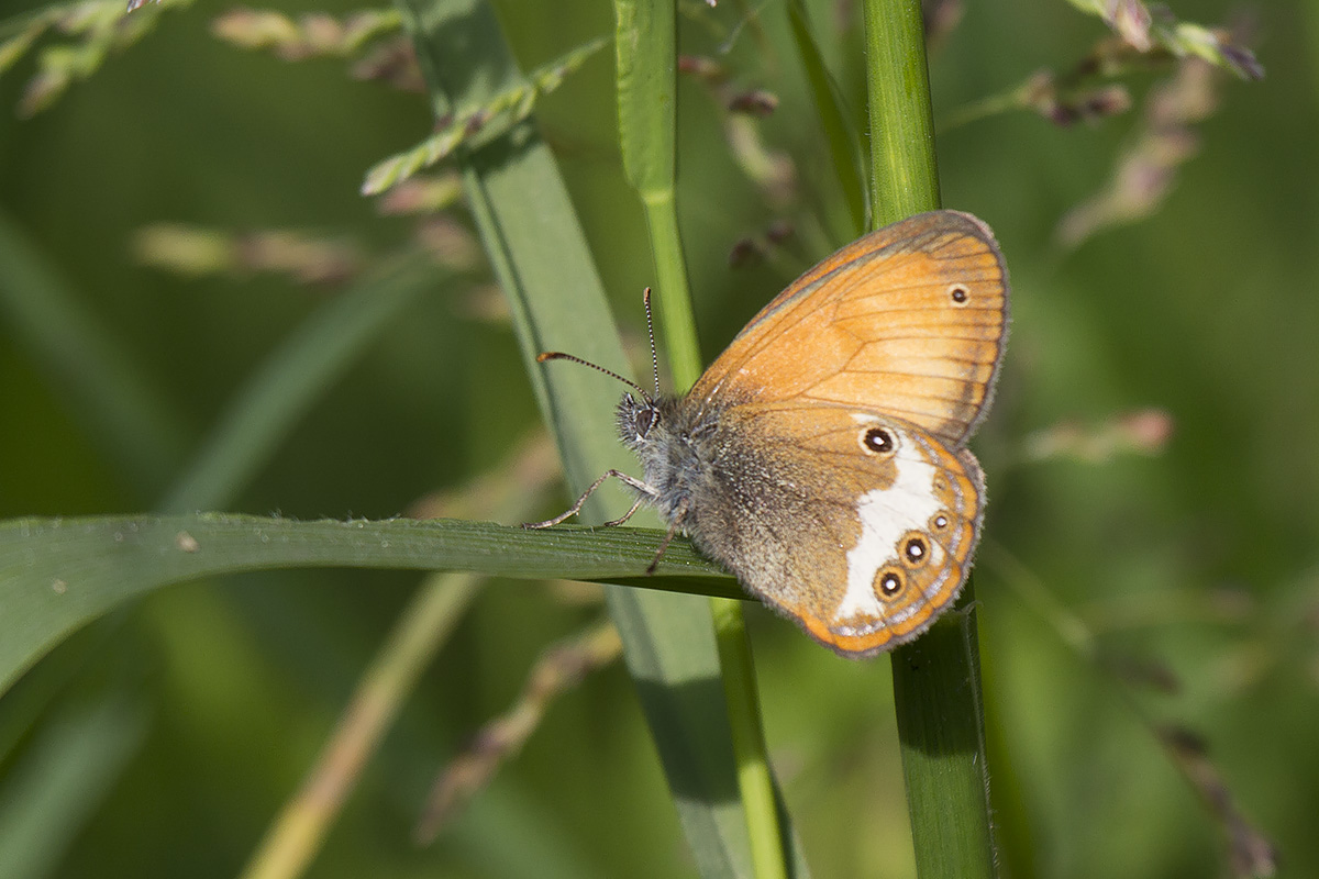 Coenonympha_arcania