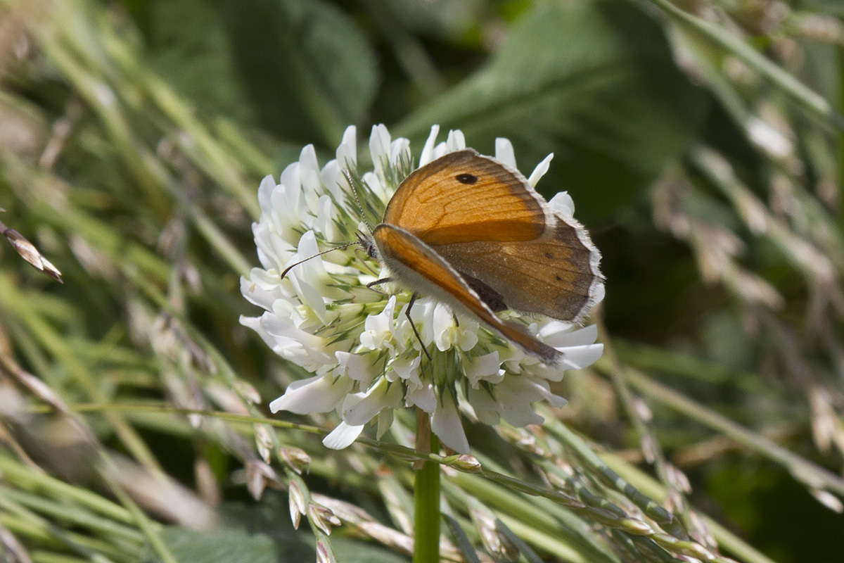 Coenonympha_pampilus03