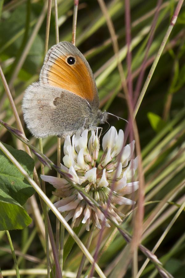 Coenonympha_pampilus02