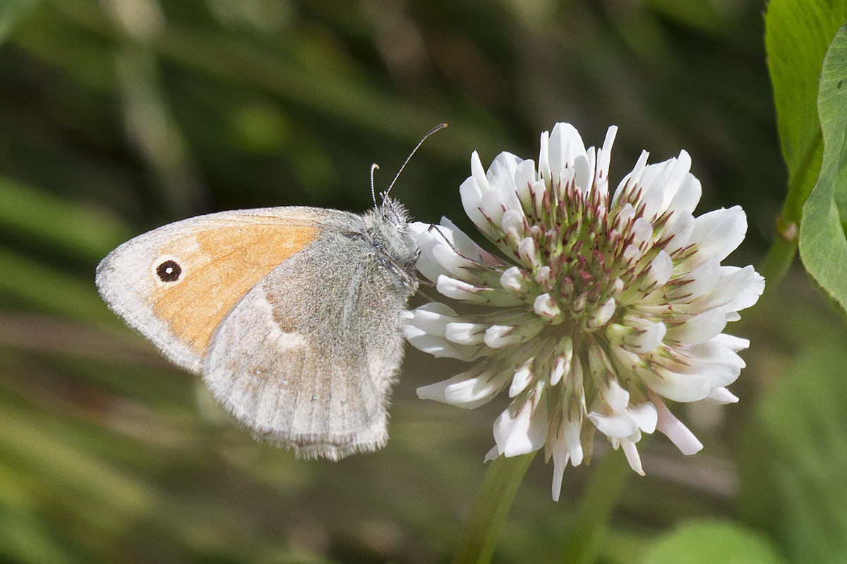 Coenonympha_pamphilus01