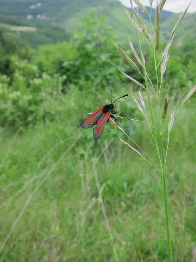 Zygaena loti