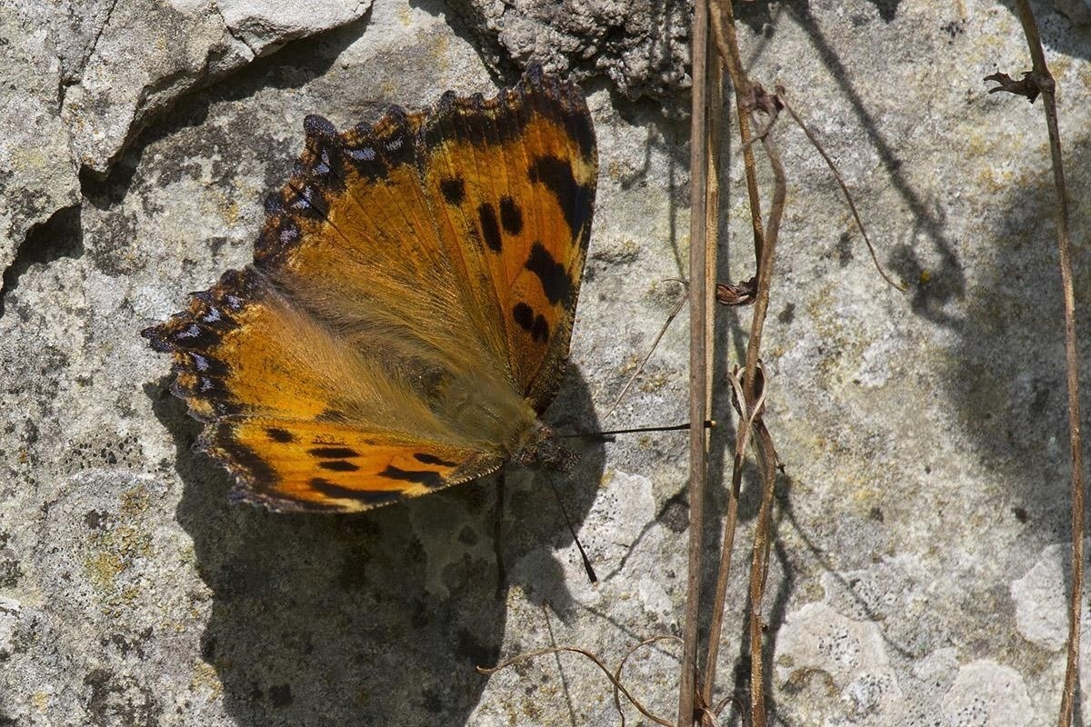 Nymphalis polychloros