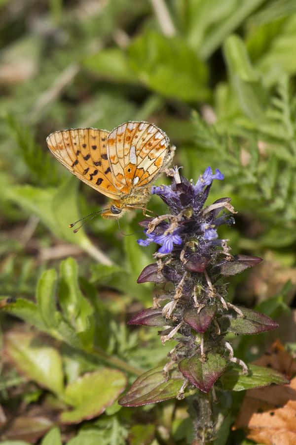 Boloria euphrosyne 01