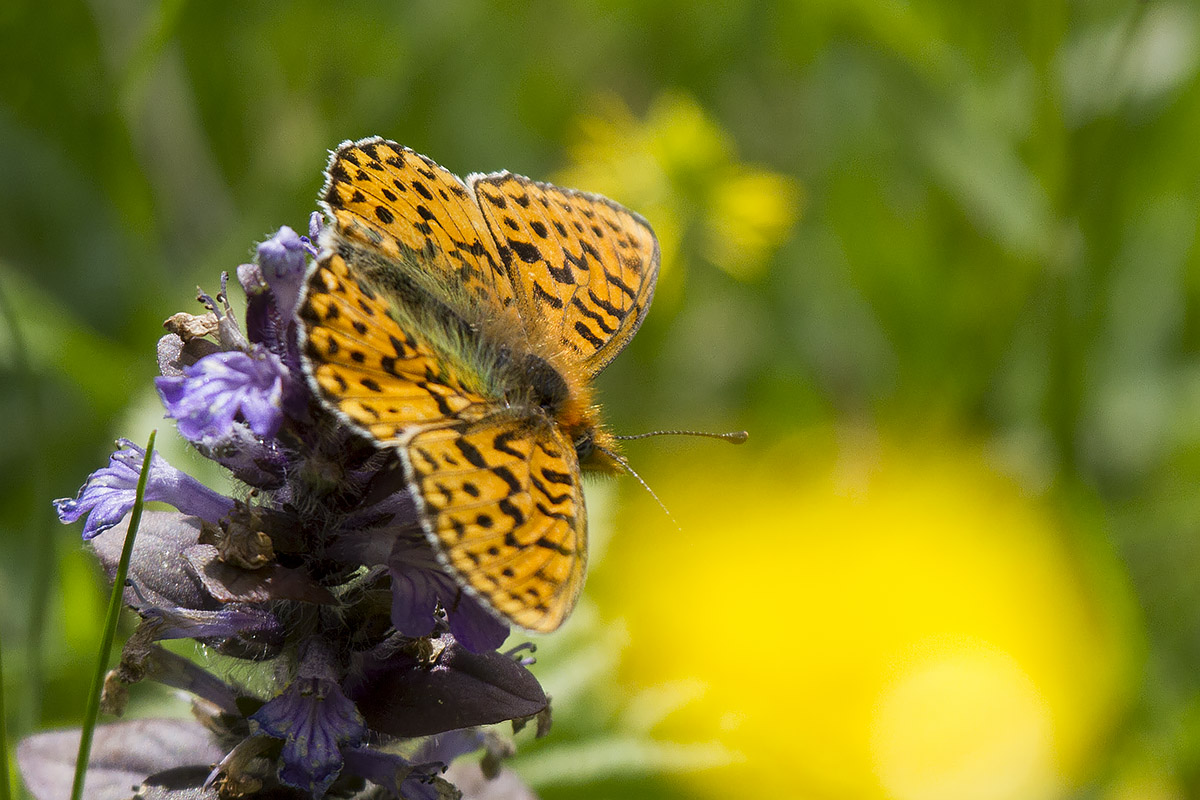 Boloria euphrosyne 03