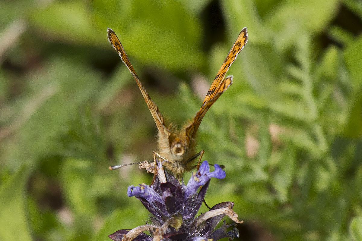 Boloria euphrosyne 02