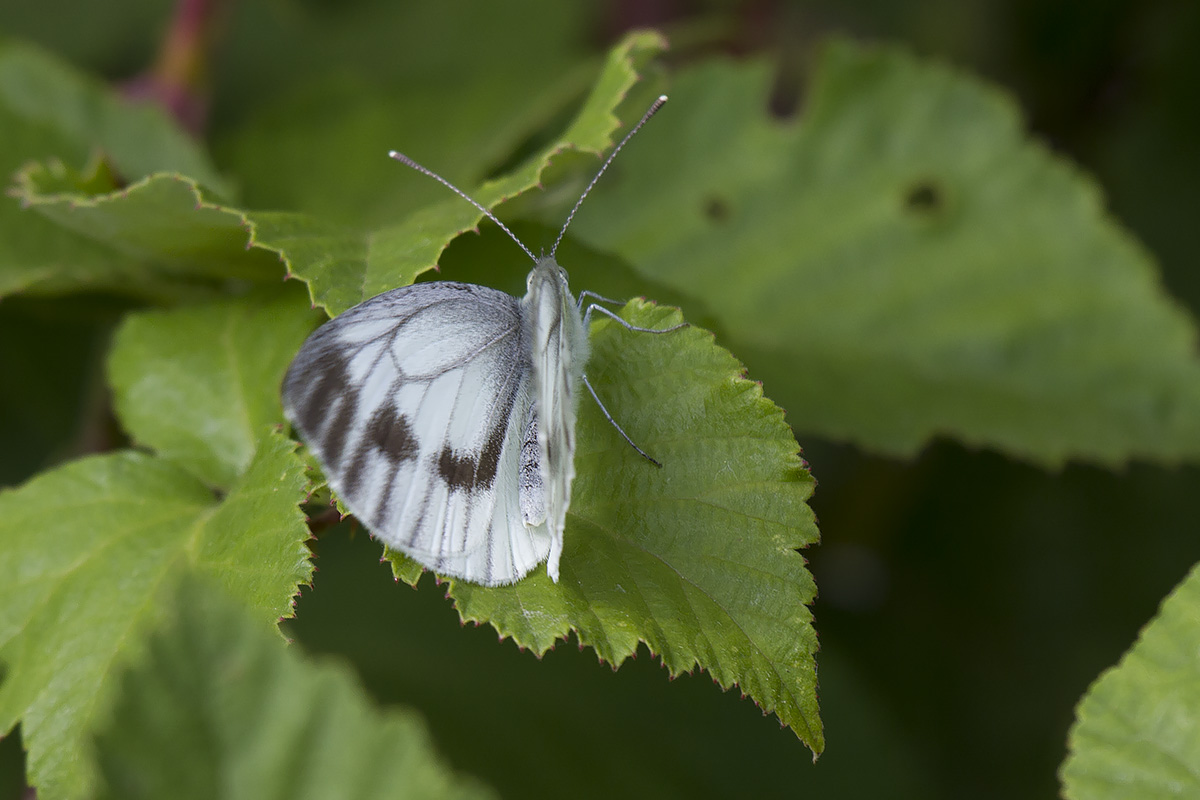 Pieris napi