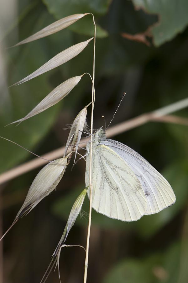 Pieris napi