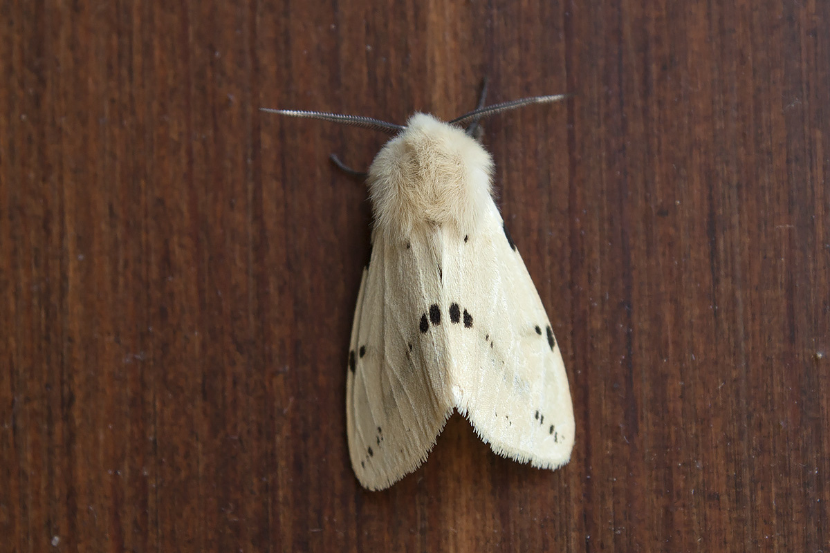 Spilosoma lutea