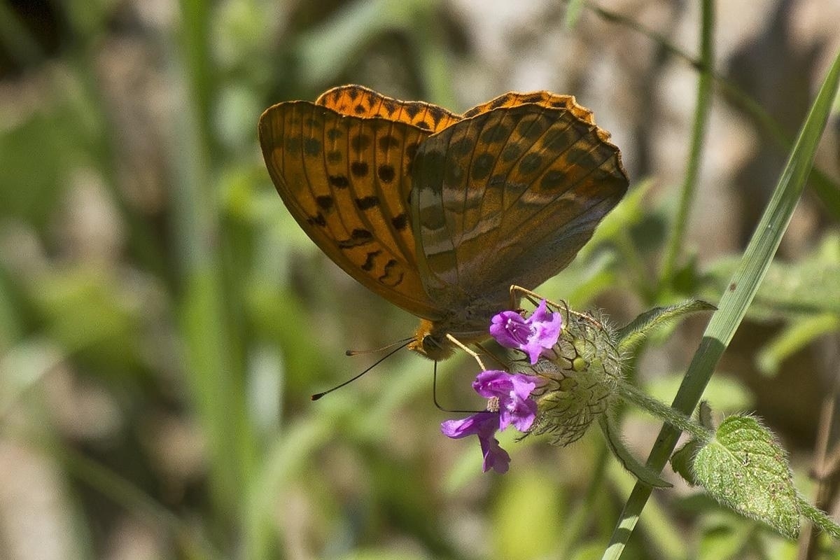 Argynnis paphia 