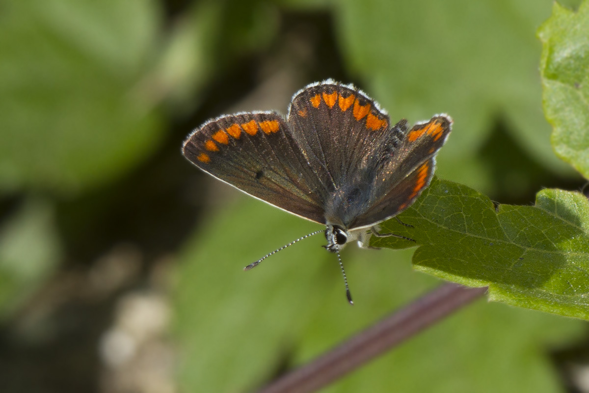 Aricia agestis