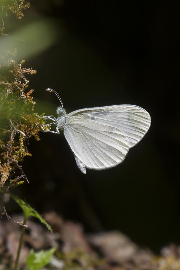 Leptidea sinapis