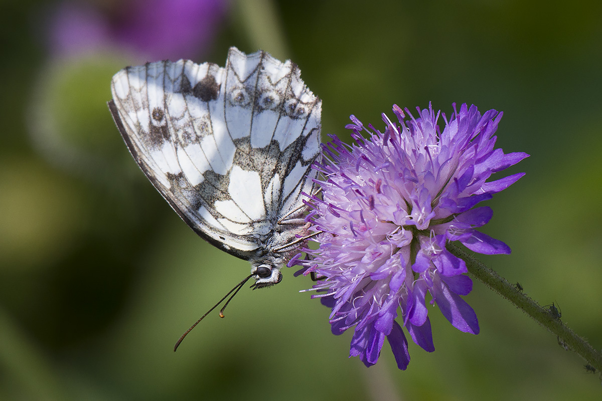 Melanargia galathea