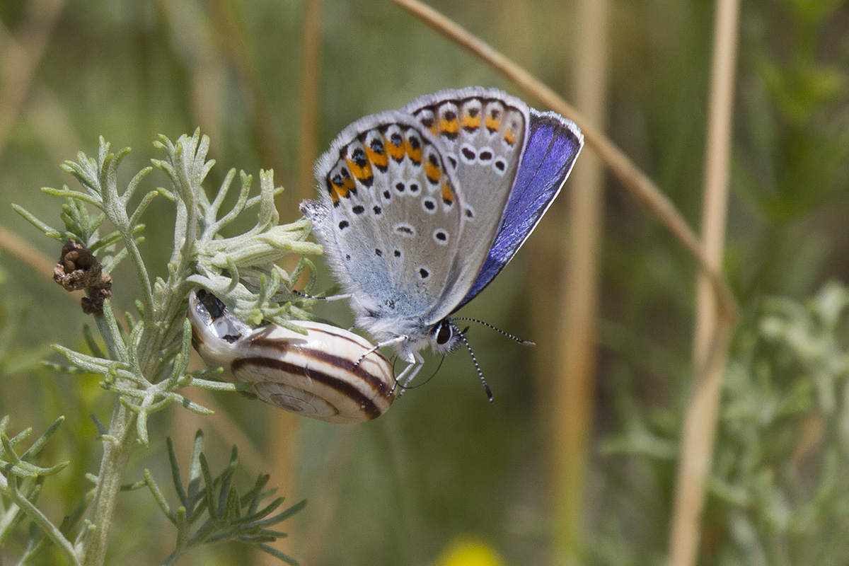 Plebeius argyrognomon