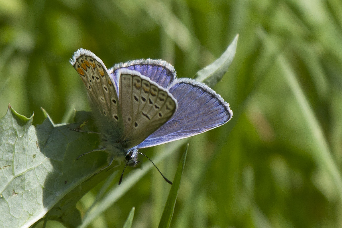 Polyommatus icarus