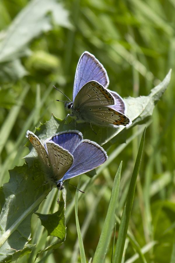 Plebeius argyrognomon & Polyommatus icarus 