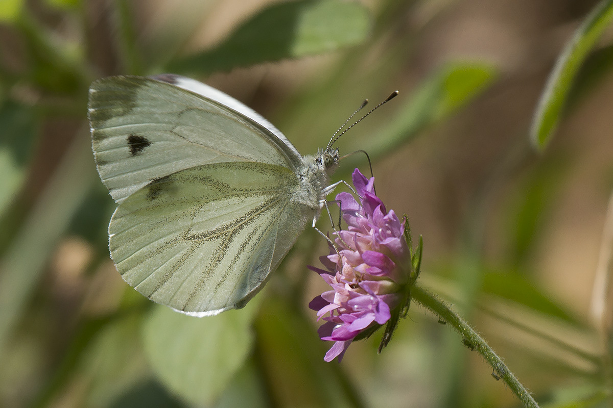 Pieris napi