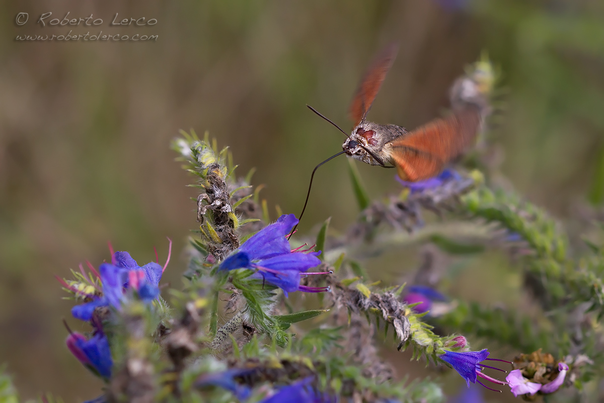 Macroglossum_stellatarum01_1200