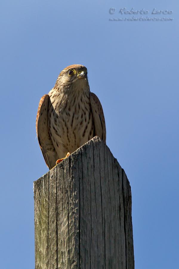 Grillaio_Falco_naumanni_Lesser_Kestrel22_1200