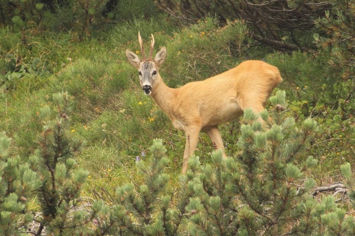 capriolo maschio1