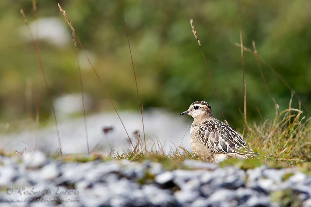 Piviere_tortolino_Dotterel_Charadrius_morinellus01_1200