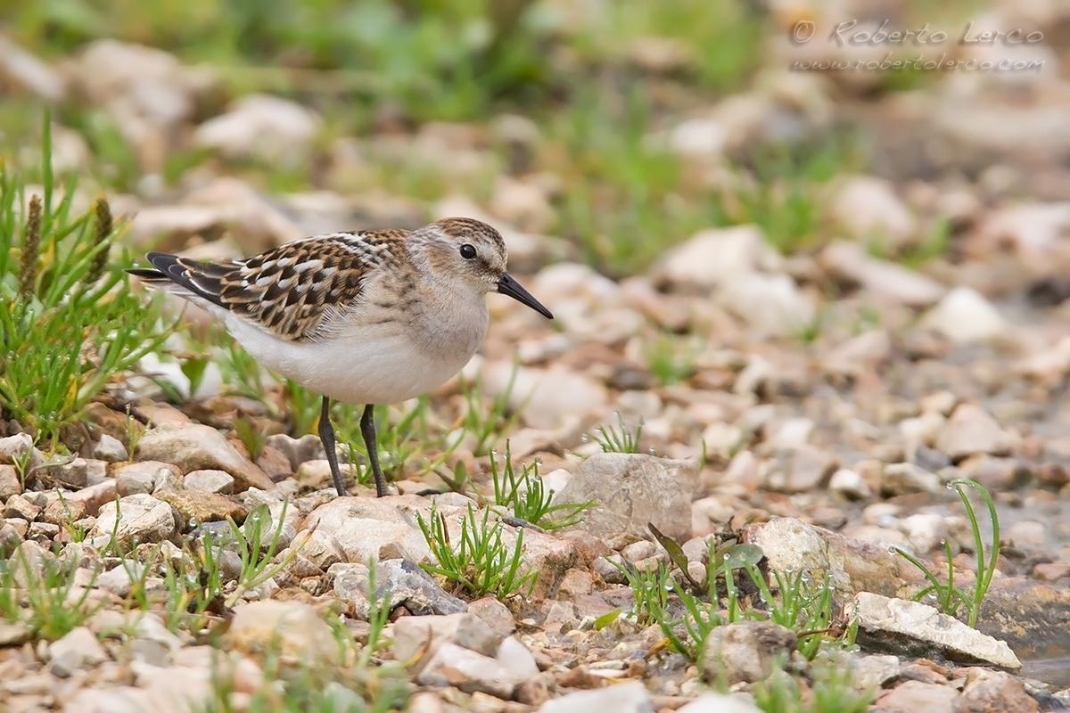 Gambecchio_comune_Calidris_minuta_Little_Stint06_1200