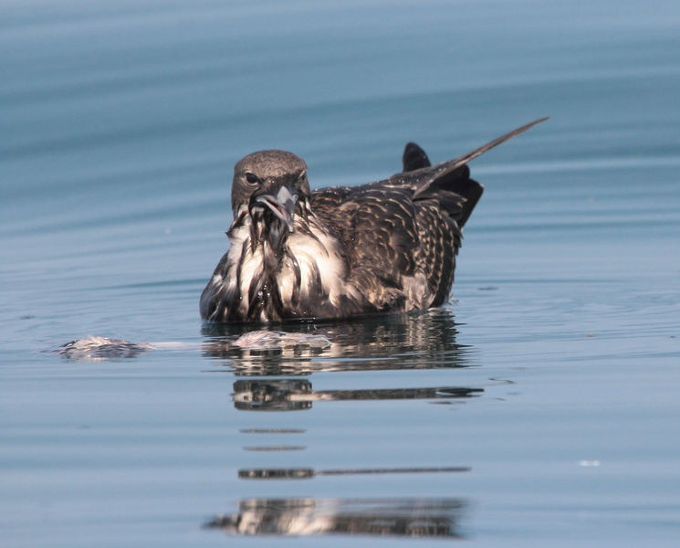 pomarine skua 3