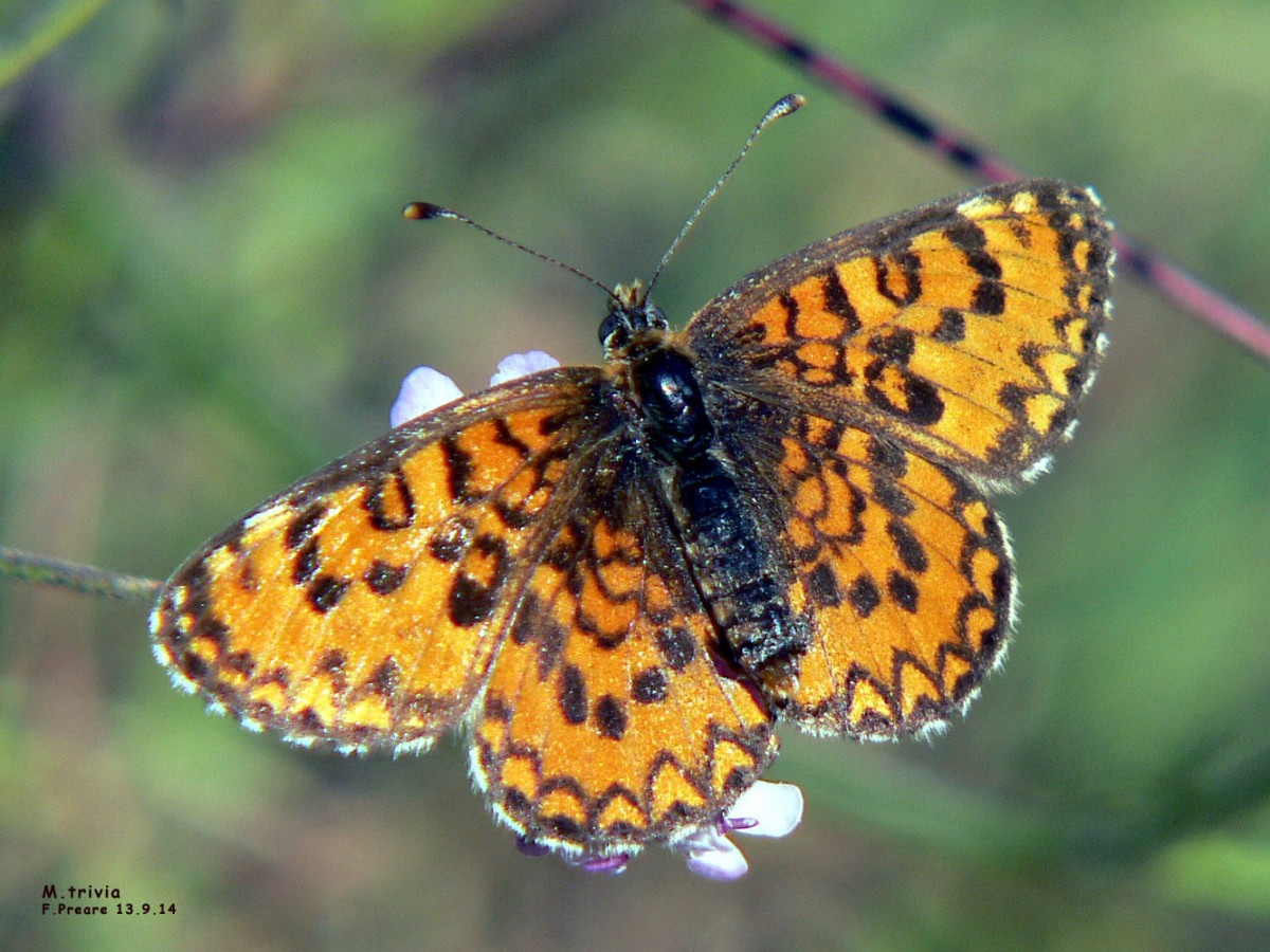 melitaea trivia