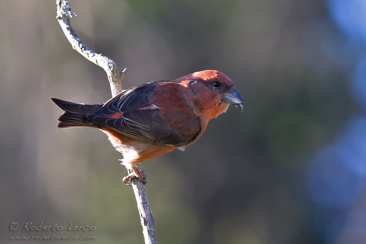 Crociere_Loxia_curvirostra_01_1200