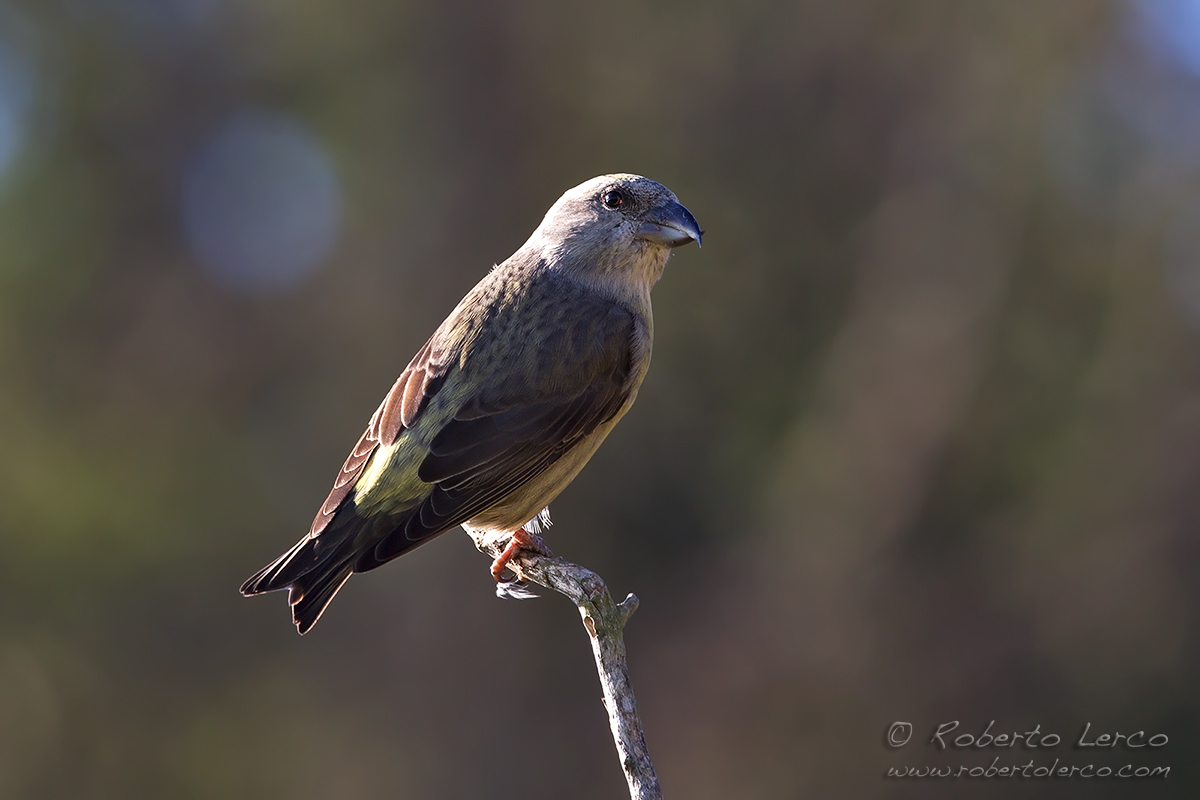 Crociere_Loxia_curvirostra_09_1200