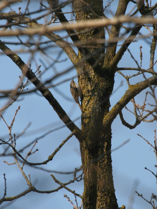 rampichino.comune.1