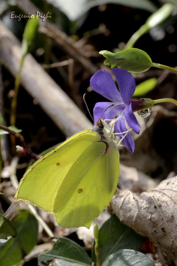 22015_03_27 borago img_5914 mic