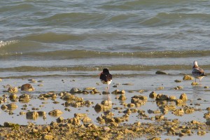 Beccaccia di mare	Haematopus ostralegus	Eurasian Oystercatcher