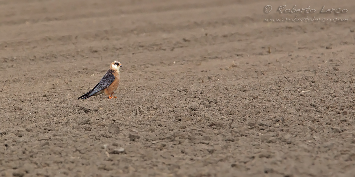 Falco_cuculo_Falco_vespertinus_Red-footed_Falcon09