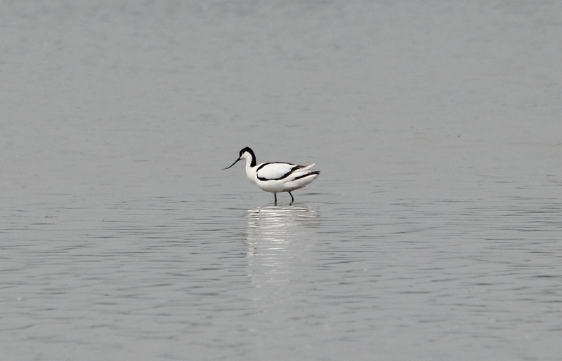 avocetta