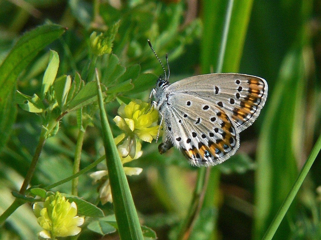 Plebeius argyrognomon