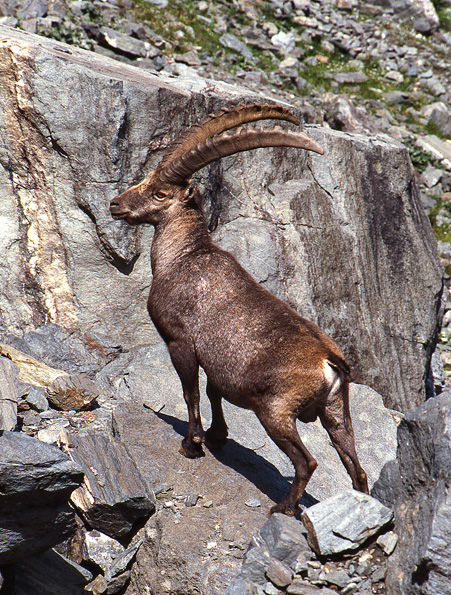 Gran Paradiso stambecco 