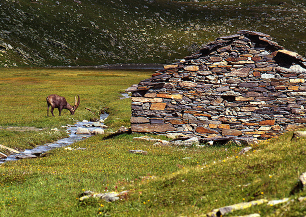 Gran Paradiso stambecco