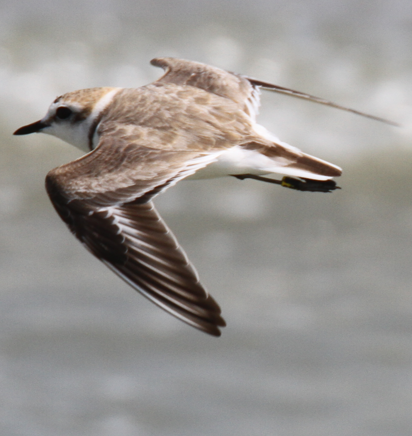 fratino in volo